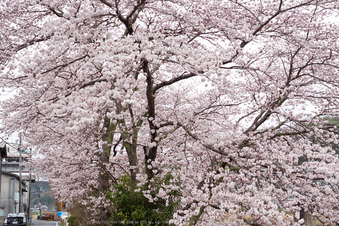 近鉄吉野線,桜_P4080188,2017yaotomi_ps.jpg