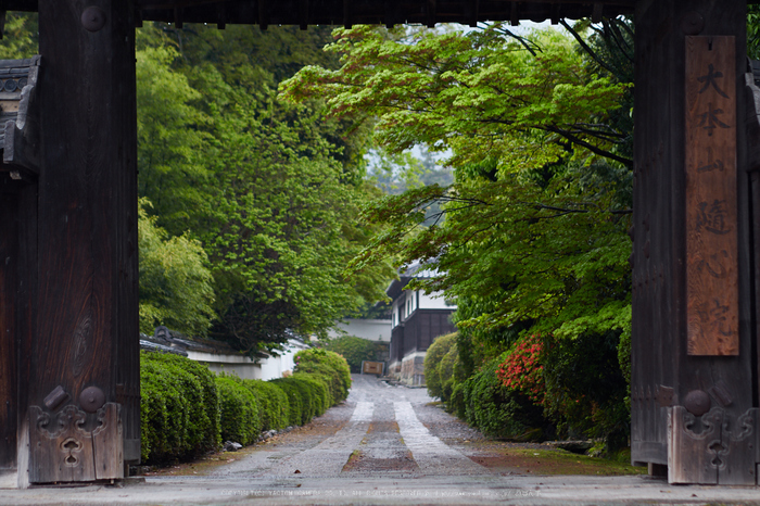 隨心院,雨の石楠花_P4260225,2017yaotomi 1.jpg