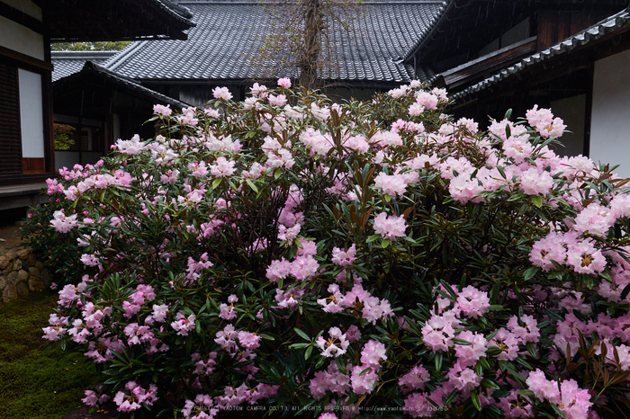 隨心院,雨の石楠花_P4260231,2017yaotomi.jpg