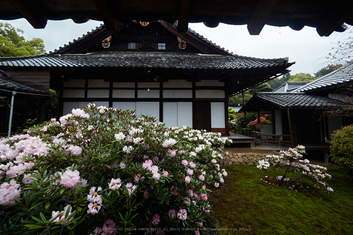 隨心院,雨の石楠花_P4260239,2017yaotomi.jpg