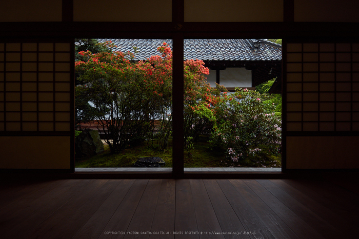 隨心院,雨の石楠花_P4260251,2017yaotomi.jpg