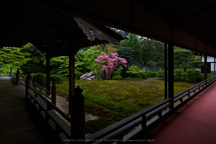 隨心院,雨の石楠花_P4260257,2017yaotomi.jpg