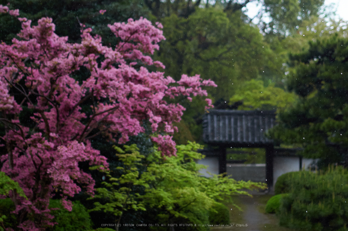 隨心院,雨の石楠花_P4260278,2017yaotomi 2.jpg