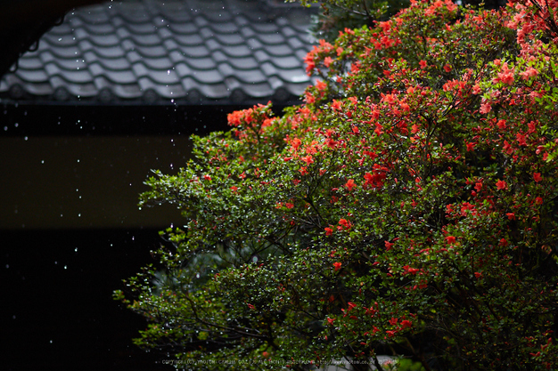 隨心院,雨の石楠花_P4260292,2017yaotomi.jpg