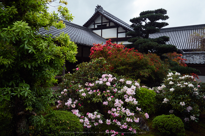 隨心院,雨の石楠花_P4260298,2017yaotomi.jpg