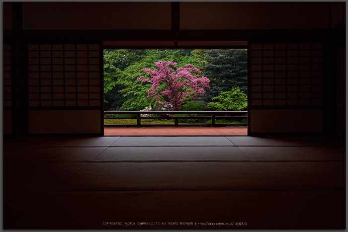 隨心院,雨の石楠花_P4260308,2017yaotomi_T.jpg