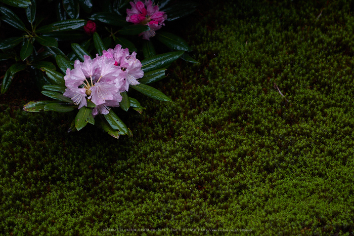 隨心院,雨の石楠花_P4260318,2017yaotomi.jpg