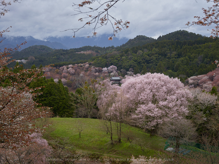お写ん歩: Schneider Kreuznach AF80mm F2.8LSアーカイブ お写ん歩: Schneider Kreuznach AF80mm F2.8LSアーカイブ