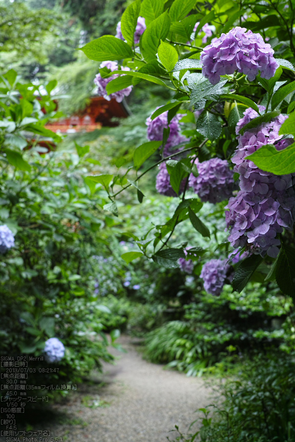 岩船寺 紫陽花【2013】 ／ SIGMA DP2 Merrill - お写ん歩