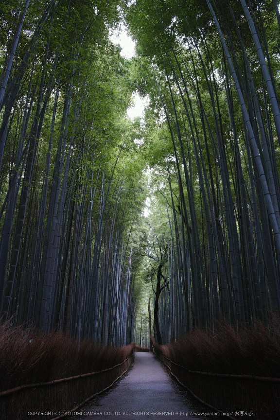 SIGMA dp1 Quattro ／ 京都 嵯峨野 竹林の小径 - お写ん歩