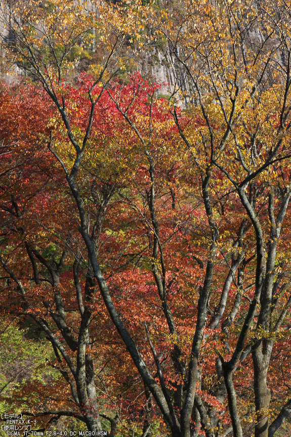 曽爾 屏風岩公苑 紅葉 2013（朝焼の紅葉） ／ SIGMA 17-70mm F2