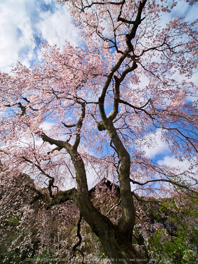 奈良 當麻寺護念院 しだれ桜（桜開花 2016） ／ KOWA PROMINAR 8.5mm