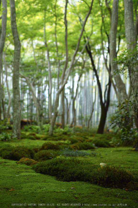 祇王寺 新緑 2014 ／ SIGMA 18-35mm F1.8 DC HSM Art with