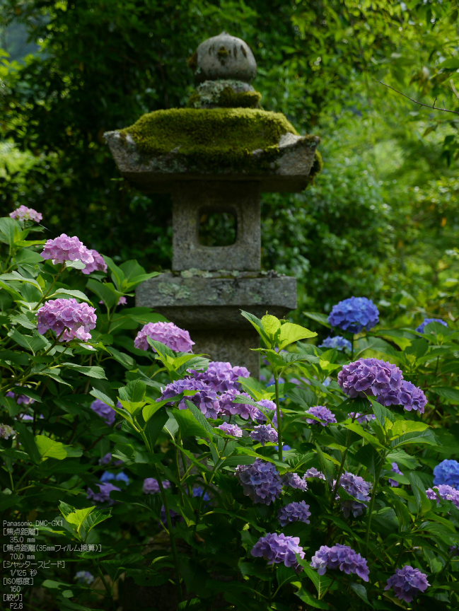 長谷寺 紫陽花 2012 (前) / LUMIX G X VARIO 12-35mm/F2.8 長谷寺 紫陽花 2012 (前) / LUMIX G X VARIO 12-35mm/F2.8
