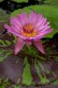 ペンタックス SMC PENTAX-DA 35mm F2.8 Macro Limited 【WEB限定特価】