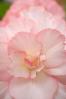 ペンタックス SMC PENTAX-DA 35mm F2.8 Macro Limited 【WEB限定特価】