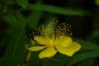 ペンタックス SMC PENTAX-D FA MACRO マクロ  50mm F2.8 【WEB限定特価】
