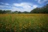 ペンタックス SMC PENTAX-DA★ 16-50mm F2.8ED AL [IF] SDM 【WEB限定特価】