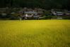 【WEB限定特価】 smc PENTAX-FA 31mm F1.8 AL Limited シルバー