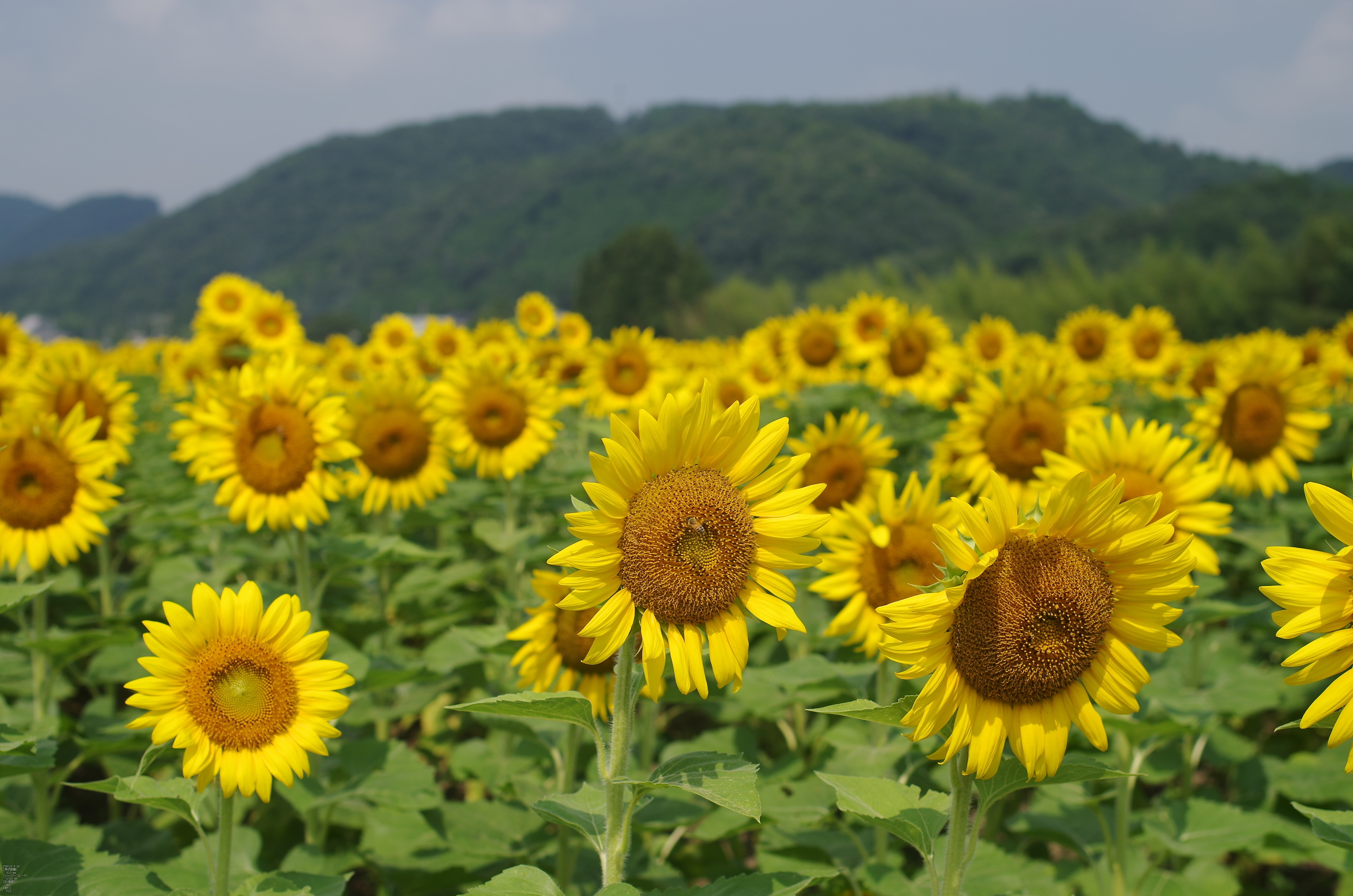 https://www.yaotomi.co.jp/blog/used/DA35mmF2.4SAMPLE.jpg