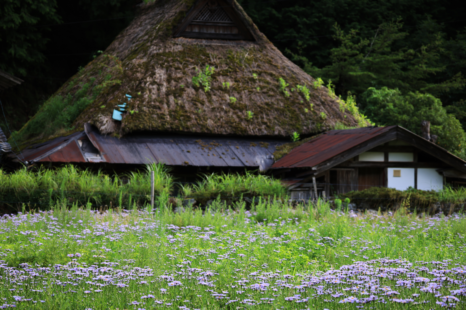 https://www.yaotomi.co.jp/blog/walk/0J1A5282%2C100%20mm%2CF5%2Ciso100%28JPEG%29.jpg