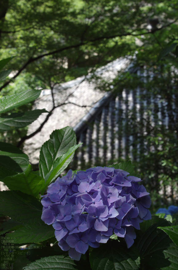 长谷寺 紫阳花"后 k-5 with da★60-250mm f4 ed[if sdm