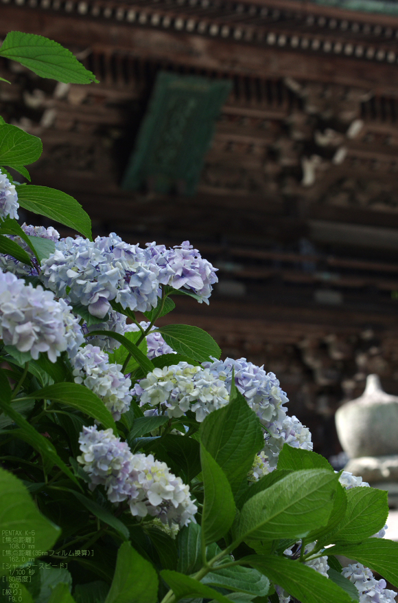 长谷寺 紫阳花"后 k-5 with da★60-250mm f4 ed[if sdm