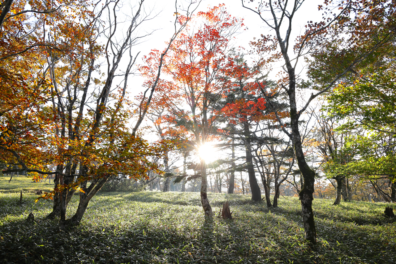 https://www.yaotomi.co.jp/blog/walk/270A0145_2_24%20mm%28F8%29iso160_2018yaotomi%202.jpg