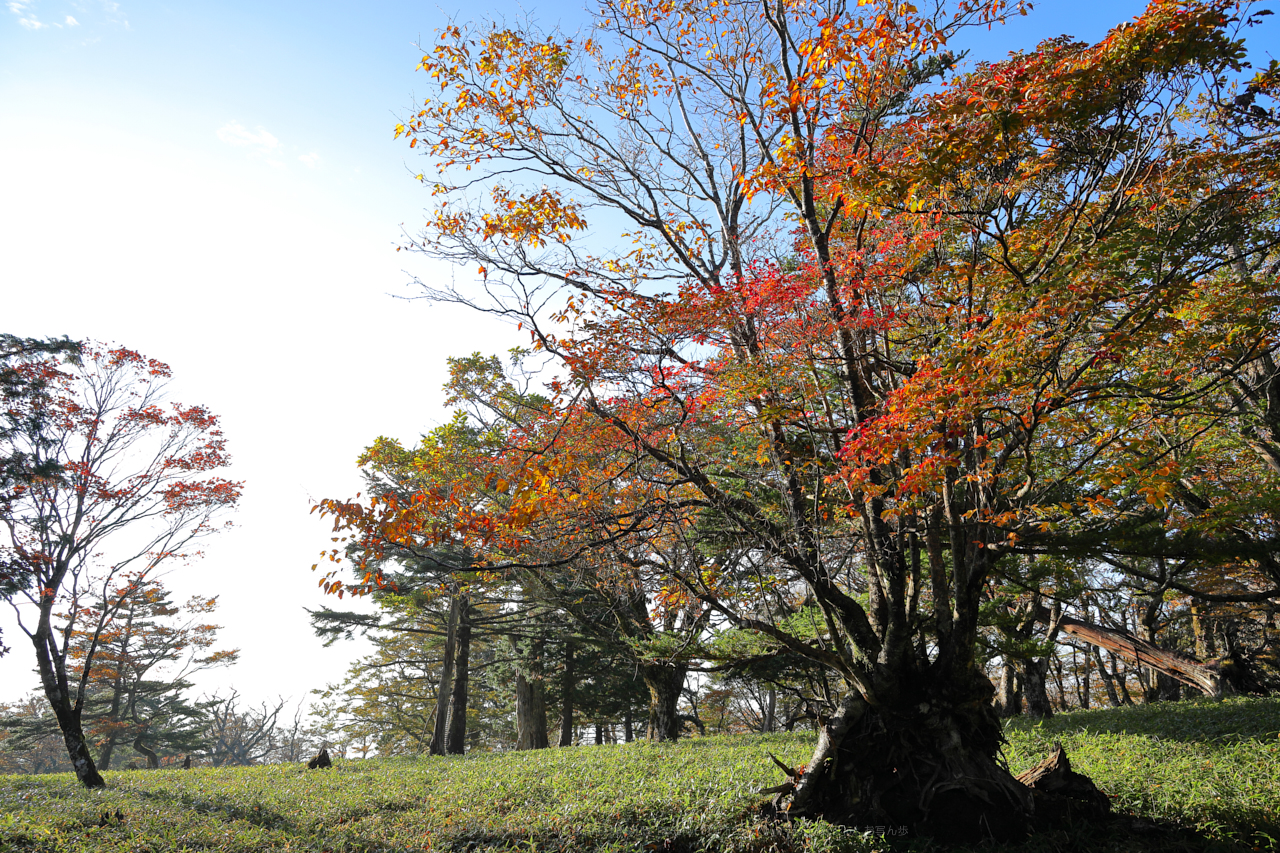 https://www.yaotomi.co.jp/blog/walk/270A0150_24%20mm%28F8%29iso100_2018yaotomi.jpg