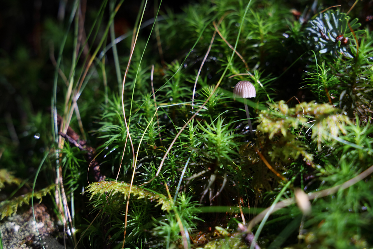 https://www.yaotomi.co.jp/blog/walk/270A0389_105%20mm%28F8%29iso500_2018yaotomi.jpg