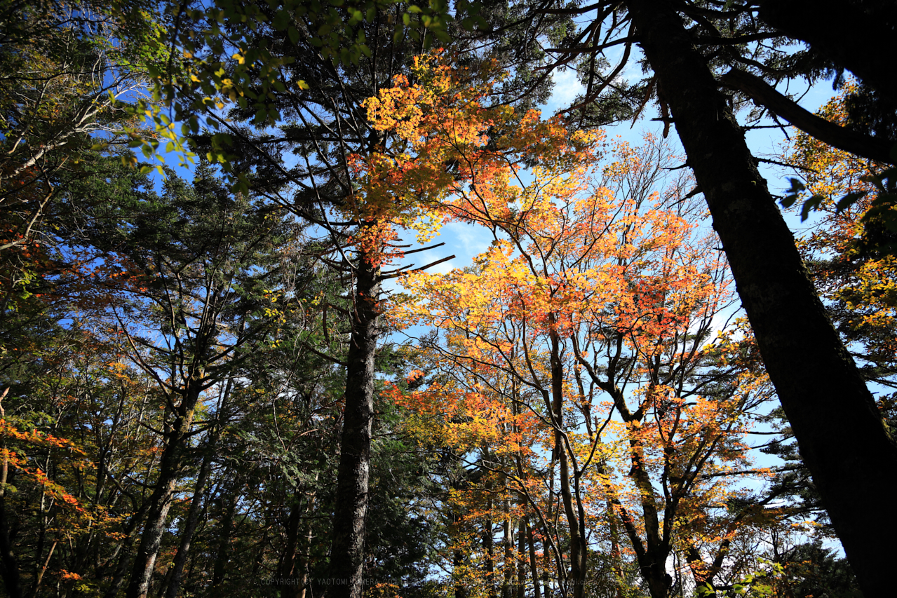 https://www.yaotomi.co.jp/blog/walk/270A0438_24%20mm%28F4%29iso100_2018yaotomi%201.jpg