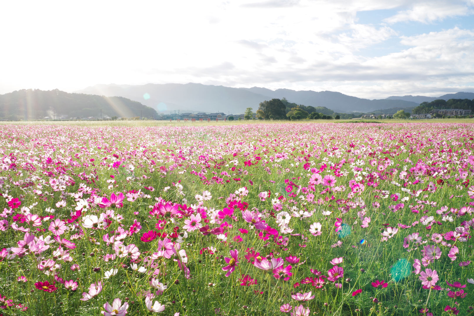 https://www.yaotomi.co.jp/blog/walk/31mm%20Japan.jpg