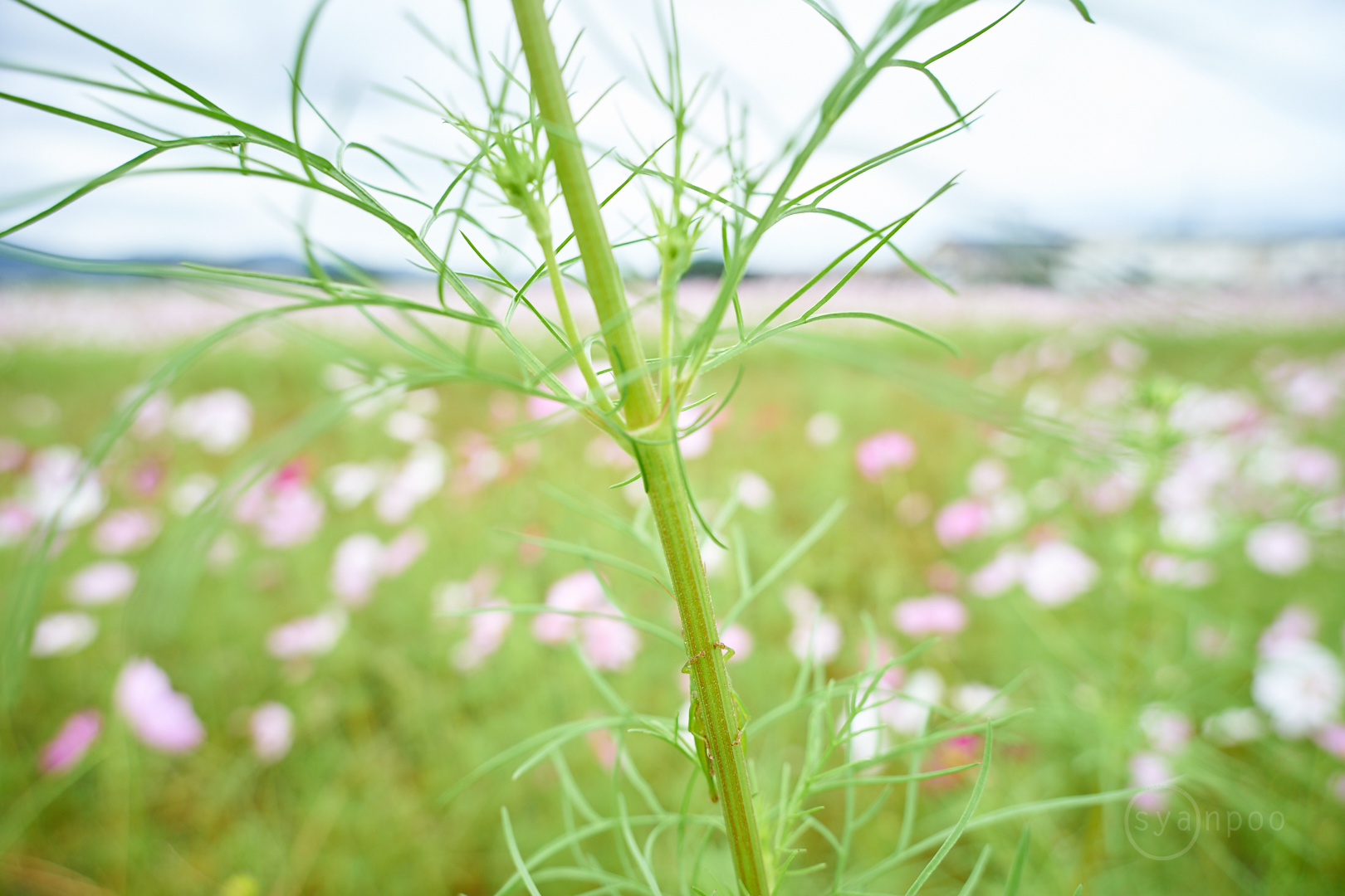 https://www.yaotomi.co.jp/blog/walk/7II00129%2C20%20mm%2CF4%2Ciso125%28cRAW%29.jpg