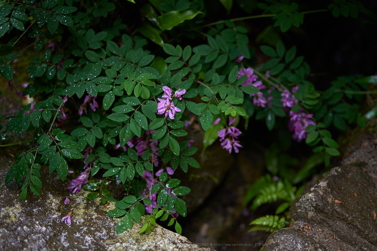 https://www.yaotomi.co.jp/blog/walk/7II01291_50%20mm%28F1.4%29iso100_2018yaotomi.jpg