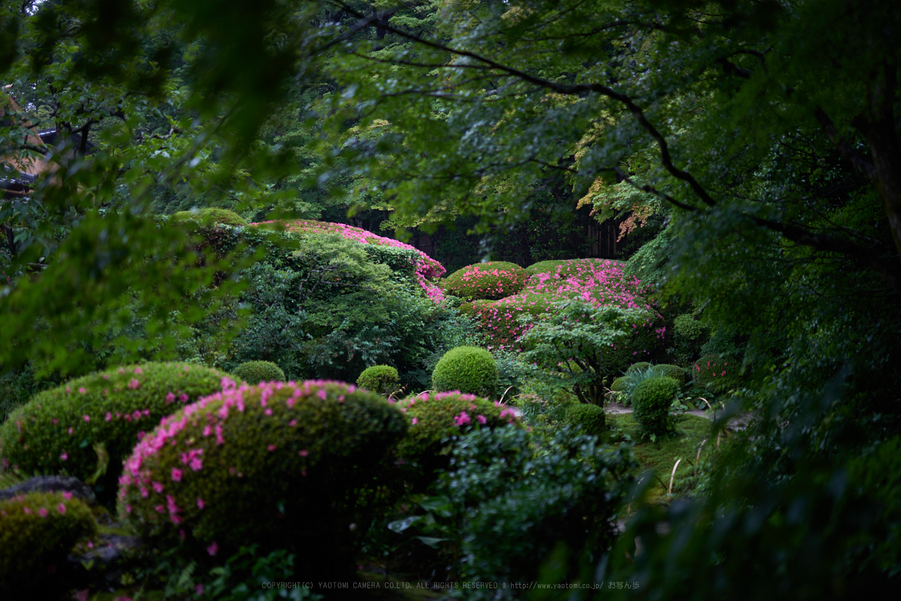 https://www.yaotomi.co.jp/blog/walk/7II01298_50%20mm%28F1.4%29iso100_2018yaotomi%201.jpg