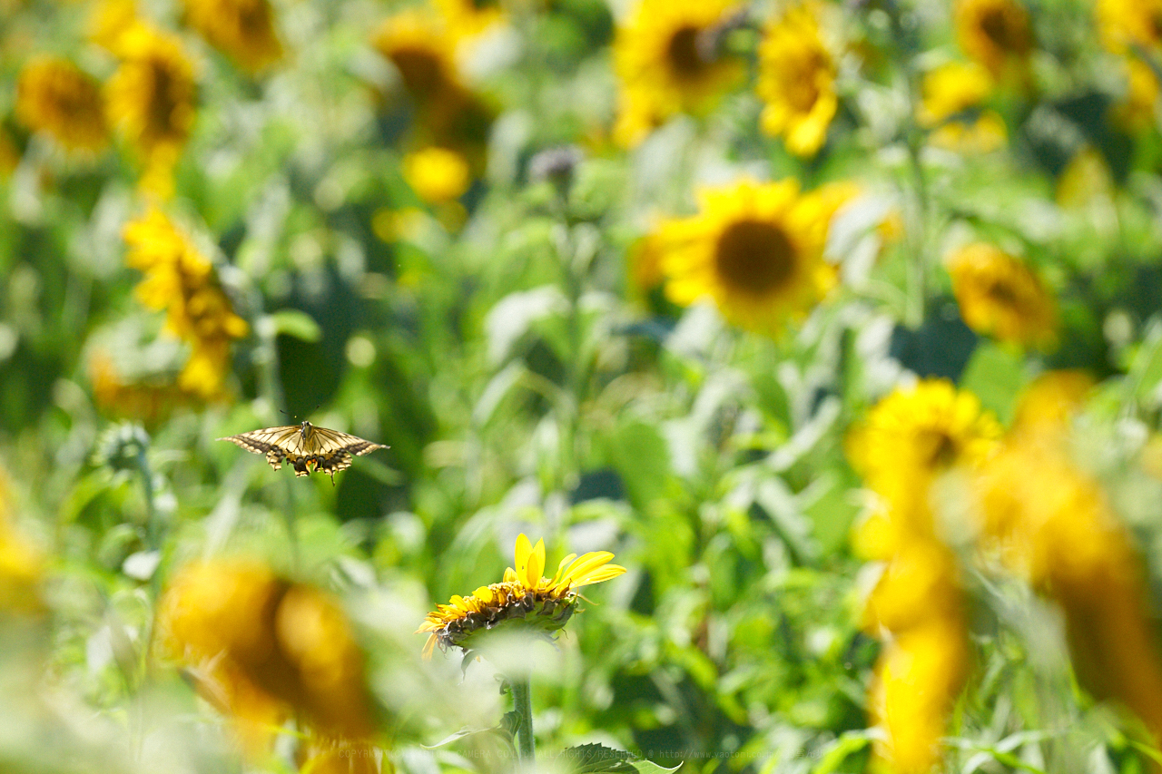 https://www.yaotomi.co.jp/blog/walk/7II02306_400%20mm%28F8%29iso1600_2018yaotomi.jpg