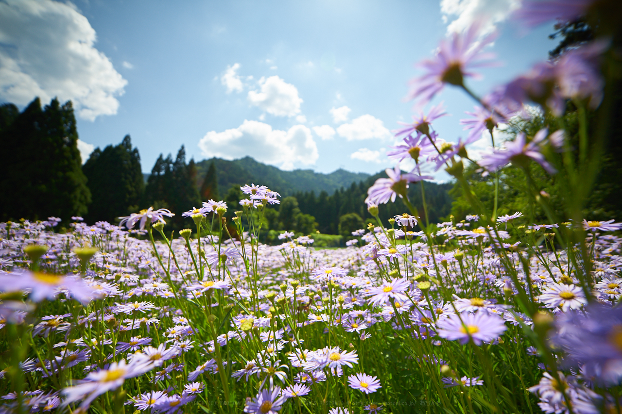 https://www.yaotomi.co.jp/blog/walk/7II02434_%28F%29iso100_2018yaotomi%201.jpg