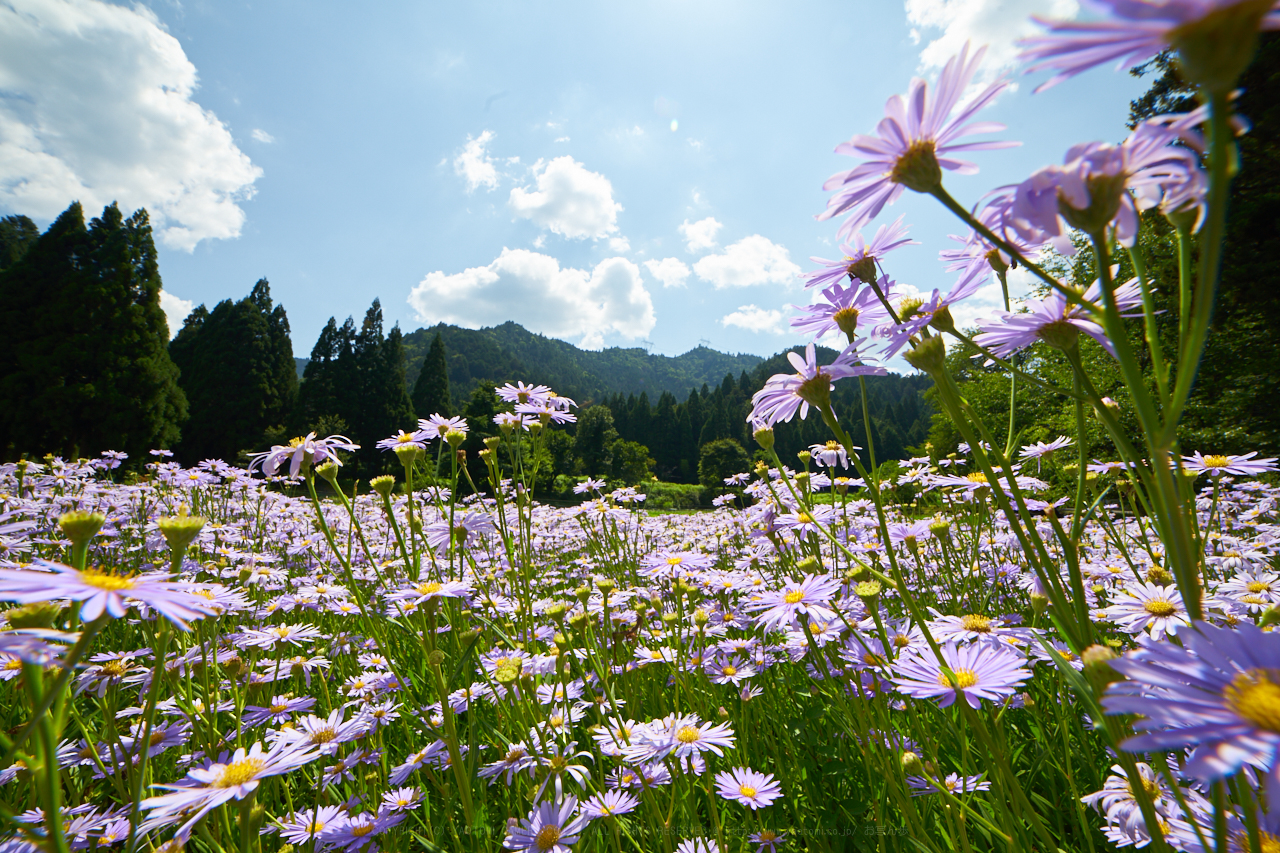 https://www.yaotomi.co.jp/blog/walk/7II02435_%28F%29iso100_2018yaotomi%201.jpg