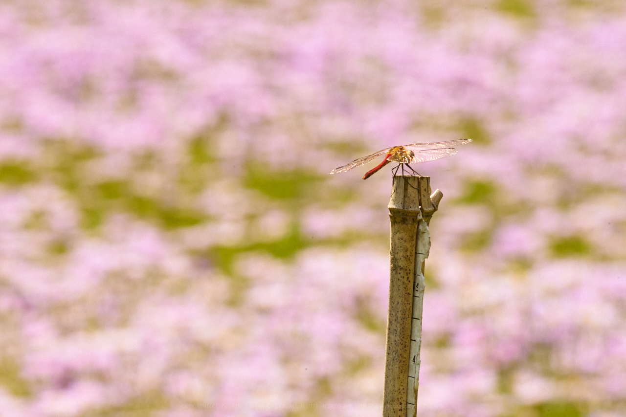 https://www.yaotomi.co.jp/blog/walk/7II02545_400%20mm%28F22%29iso2000_2018yaotomi.jpg