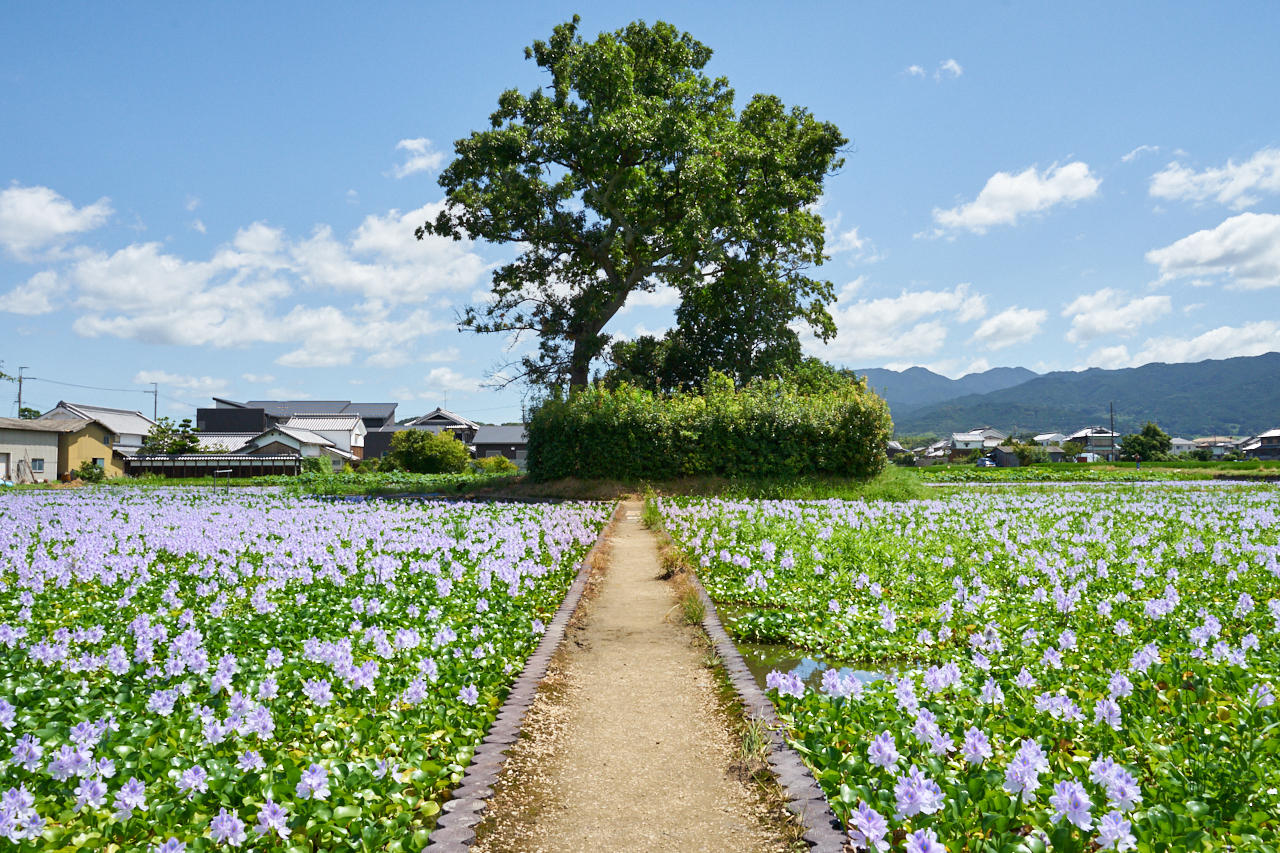 https://www.yaotomi.co.jp/blog/walk/7II03153_31%20mm%28F13%29iso800_2018yaotomi.jpg