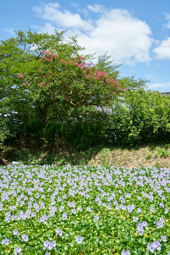 7II03160_44 mm(F8)iso100_2018yaotomi.jpg