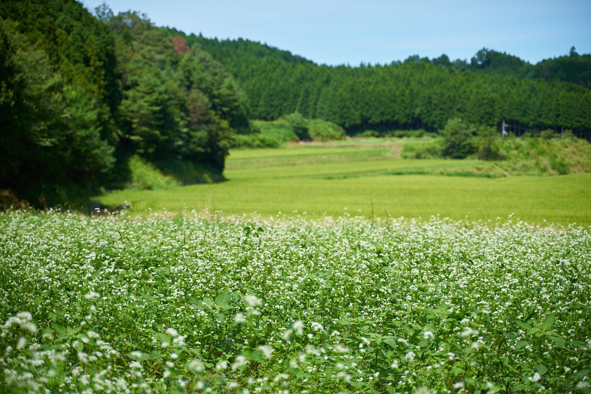 https://www.yaotomi.co.jp/blog/walk/7II03254%2C66%20mm%2CF2.8_iso100_2018yaotomi.jpg