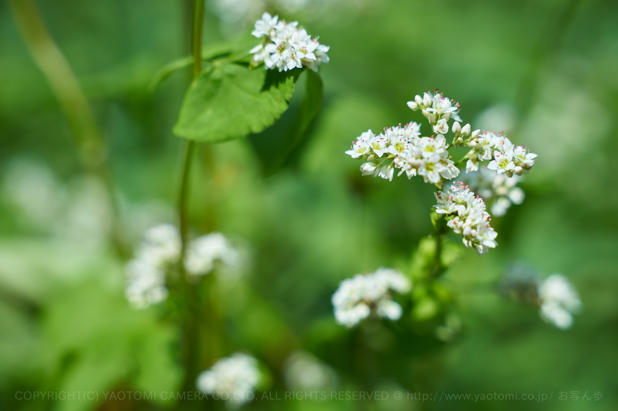 https://www.yaotomi.co.jp/blog/walk/7II03261%2C75%20mm%2CF4.5_iso100_2018yaotomi.jpg