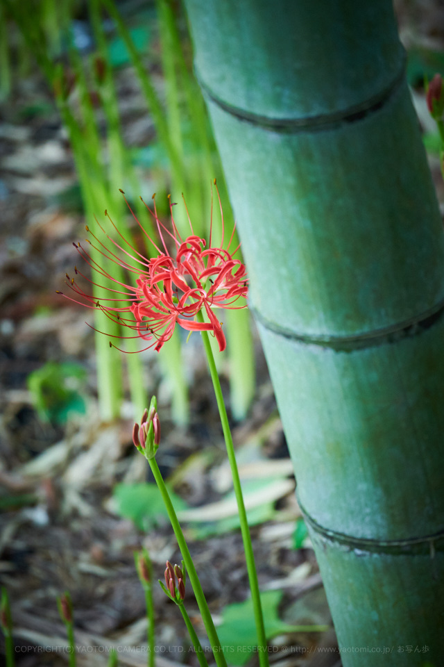 7II03530,400 mm,F6.3_iso800_2018yaotomi.jpg