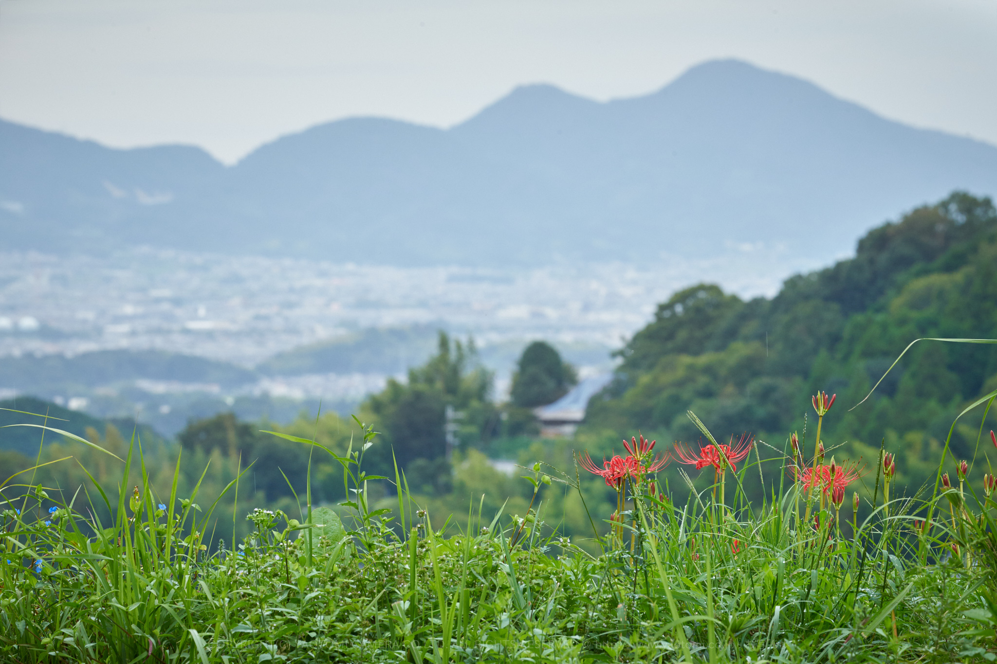 https://www.yaotomi.co.jp/blog/walk/7II03535%2C269%20mm%2CF18_iso800_2018yaotomi%201.jpg