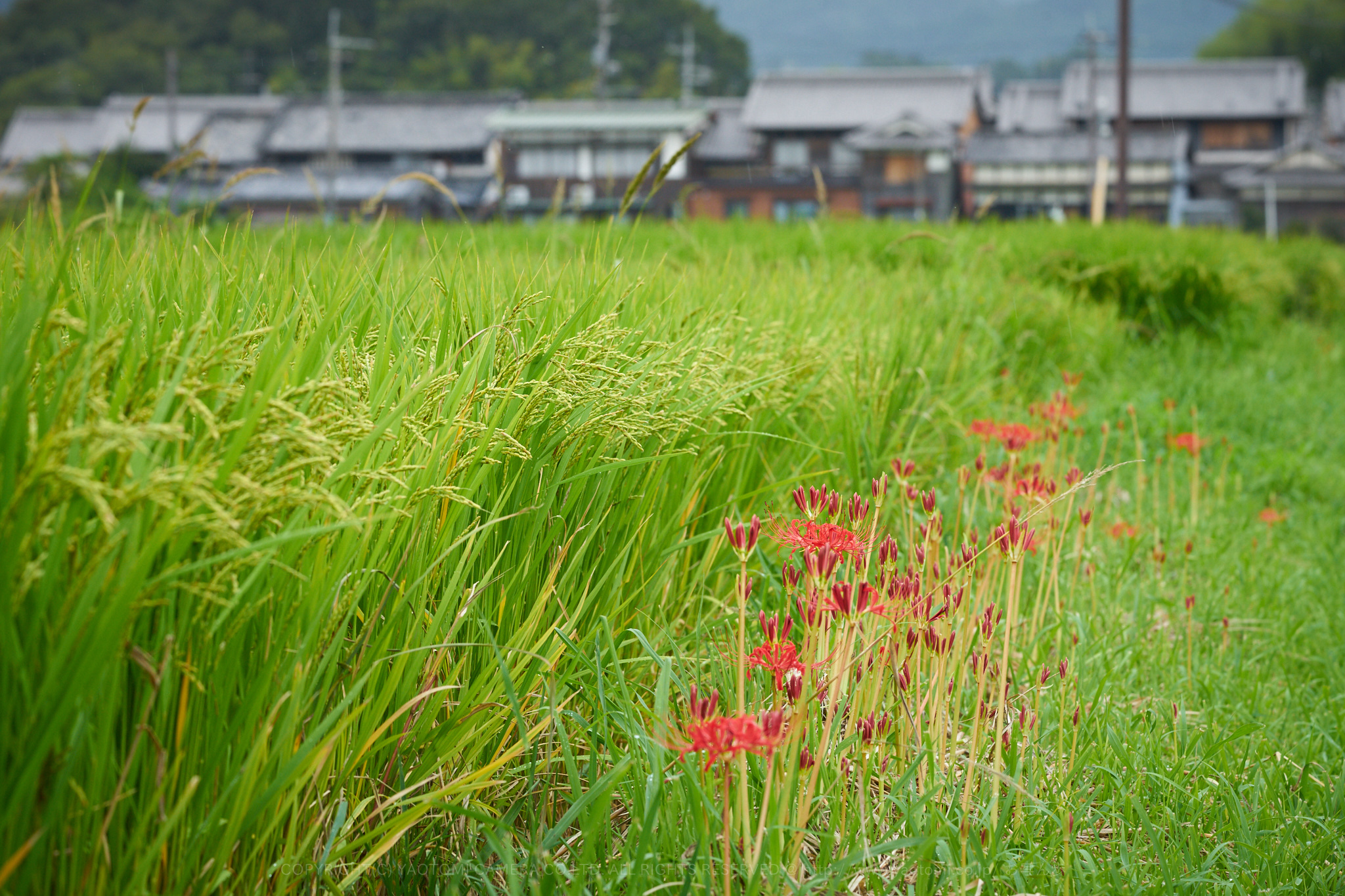 https://www.yaotomi.co.jp/blog/walk/7II03556%2C181%20mm%2CF11_iso640_2018yaotomi%201.jpg