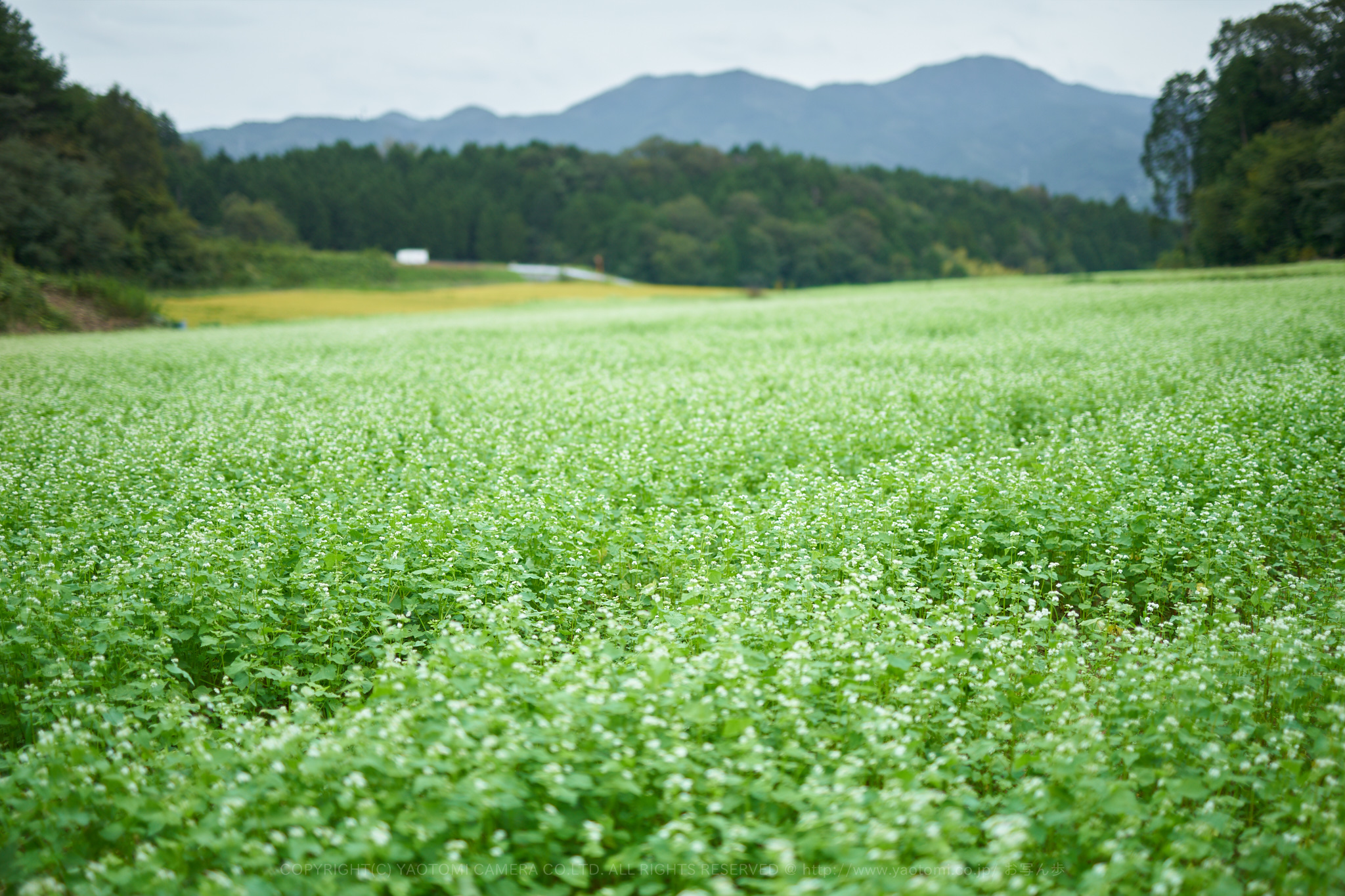 https://www.yaotomi.co.jp/blog/walk/7II03580%2C50%20mm%2CF1.4_iso100_2018yaotomi.jpg