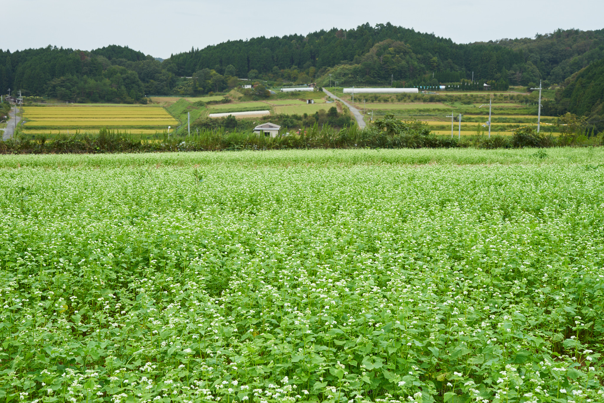 https://www.yaotomi.co.jp/blog/walk/7II03582%2C50%20mm%2CF10_iso100_2018yaotomi.jpg