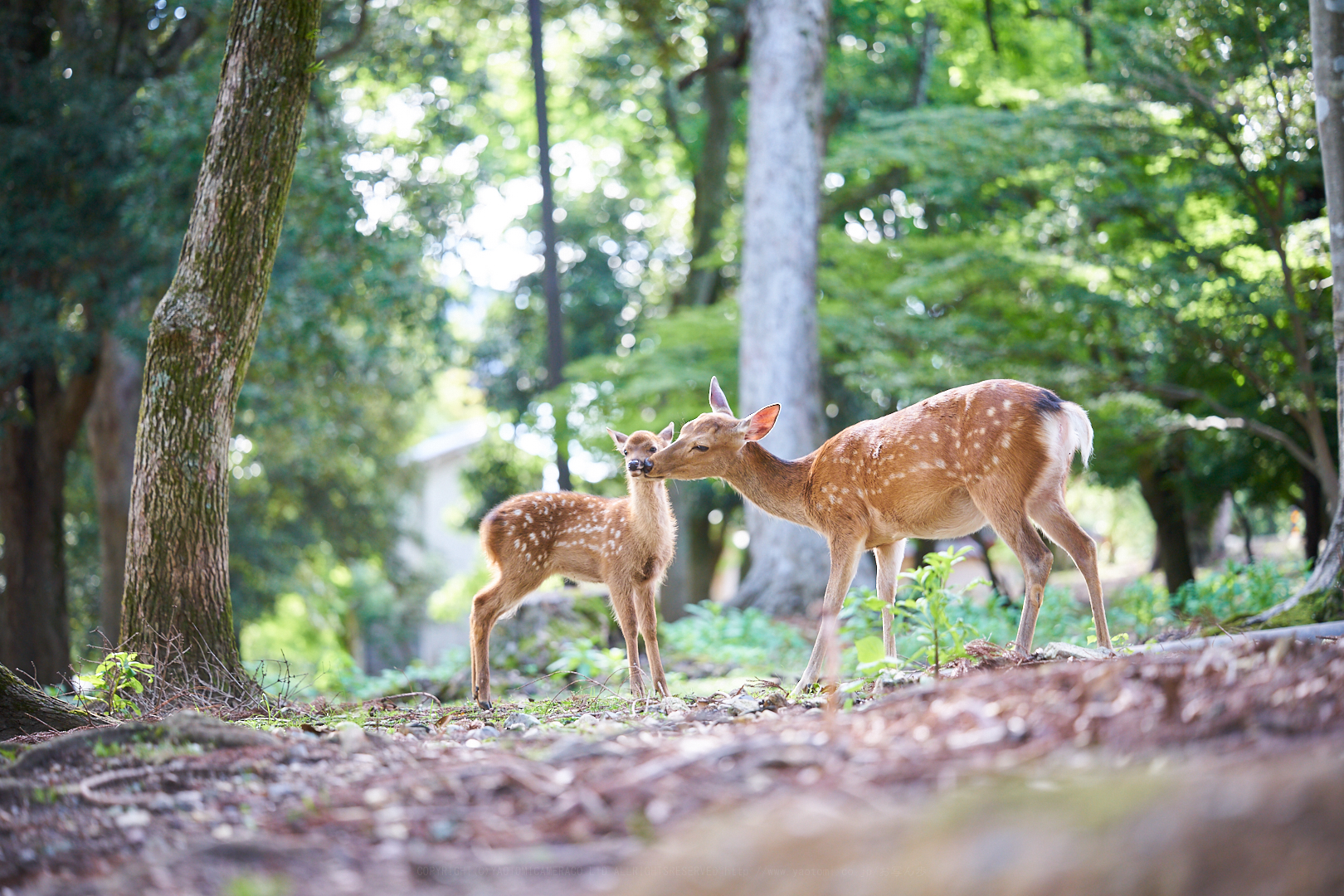 https://www.yaotomi.co.jp/blog/walk/7II04002%2C110%20mm%2CF2.5%2Ciso200.jpg