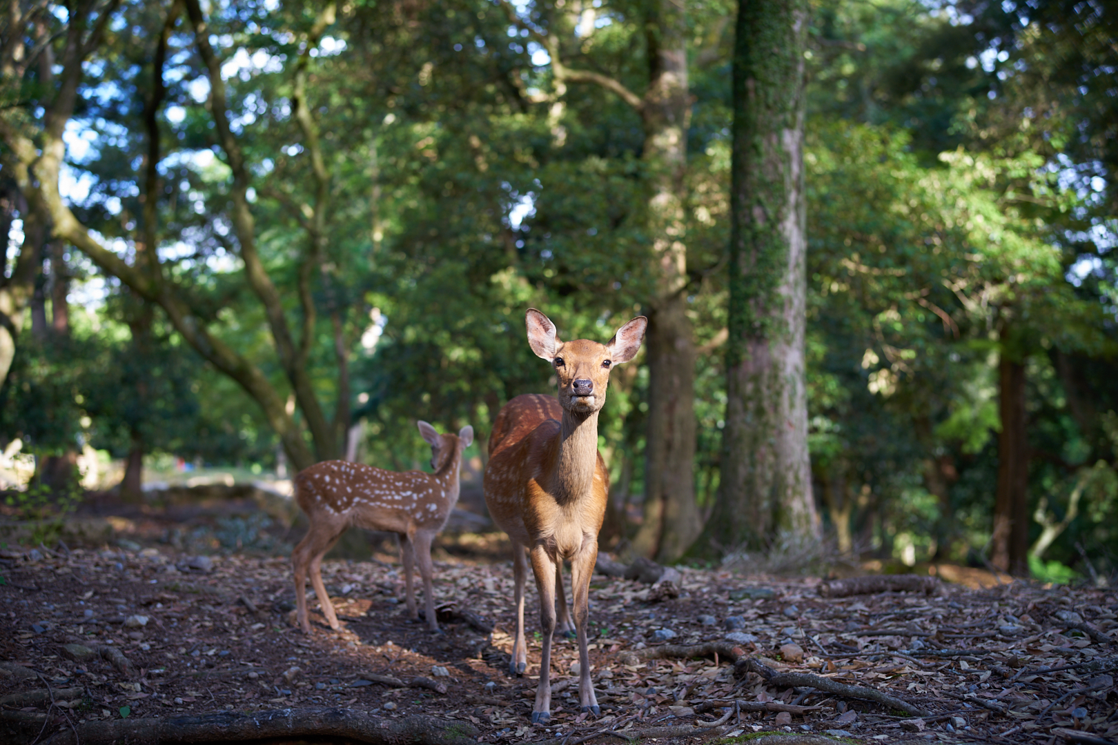 https://www.yaotomi.co.jp/blog/walk/7II04056%2C50%20mm%2CF2.5%2Ciso100%20%282%29.jpg